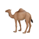 Mojo Arabische kameel 387113