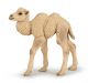 Papo Wild Life Kamelkalb 50221