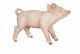 Papo Farm Life Weibliches Ferkel 51136