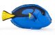 Papo Wild Life Doktorfisch 56024