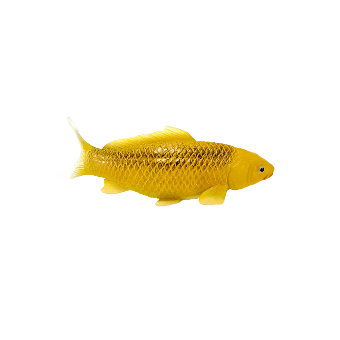 Mojo Farmland Koi Karpfen - Kin Matsuba Koi (Goldfarben) 381105