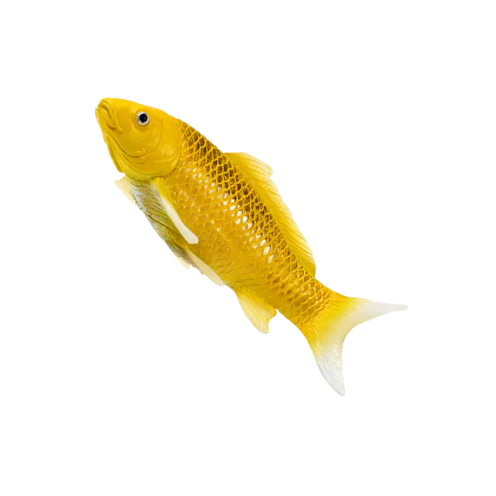 Mojo Farmland Koi Karpfen - Kin Matsuba Koi (Goldfarben) 381105