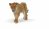 Papo Wild Life Löwin 50028