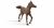Papo Horses Paard Anglo Arabier Veulen 51076