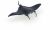 Papo Wild Life Mantarochen 56006