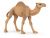 Papo Wild Life Dromedar 50151