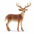 Schleich Wildlife 14818 Weißwedelhirsch