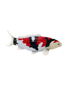 Mojo Farmland Koi Karpfen - Showa Sanshoku Koi (dreifarbig) 381103