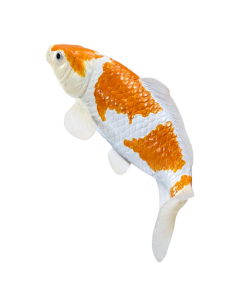 Mojo Farmland Koi Karpfen - Ochiba Shigure Koi (Gold weiß) 381104